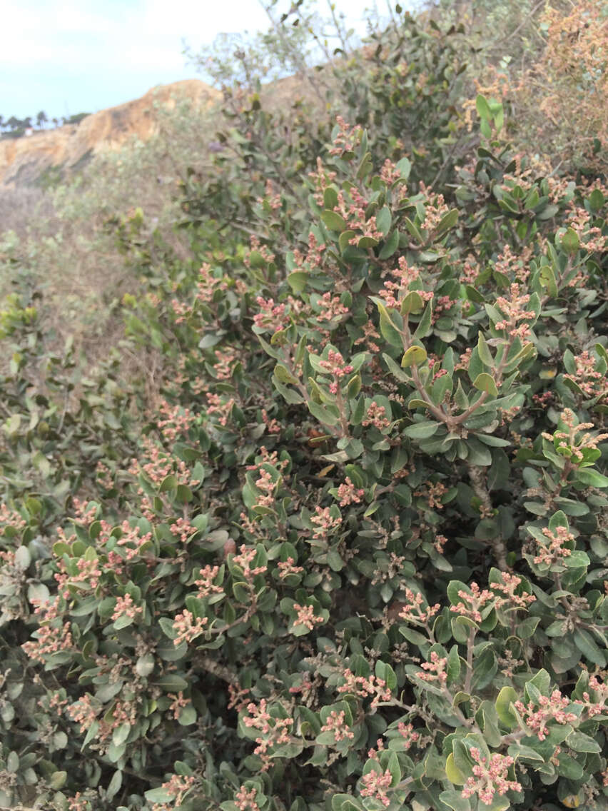 Image of lemonade sumac