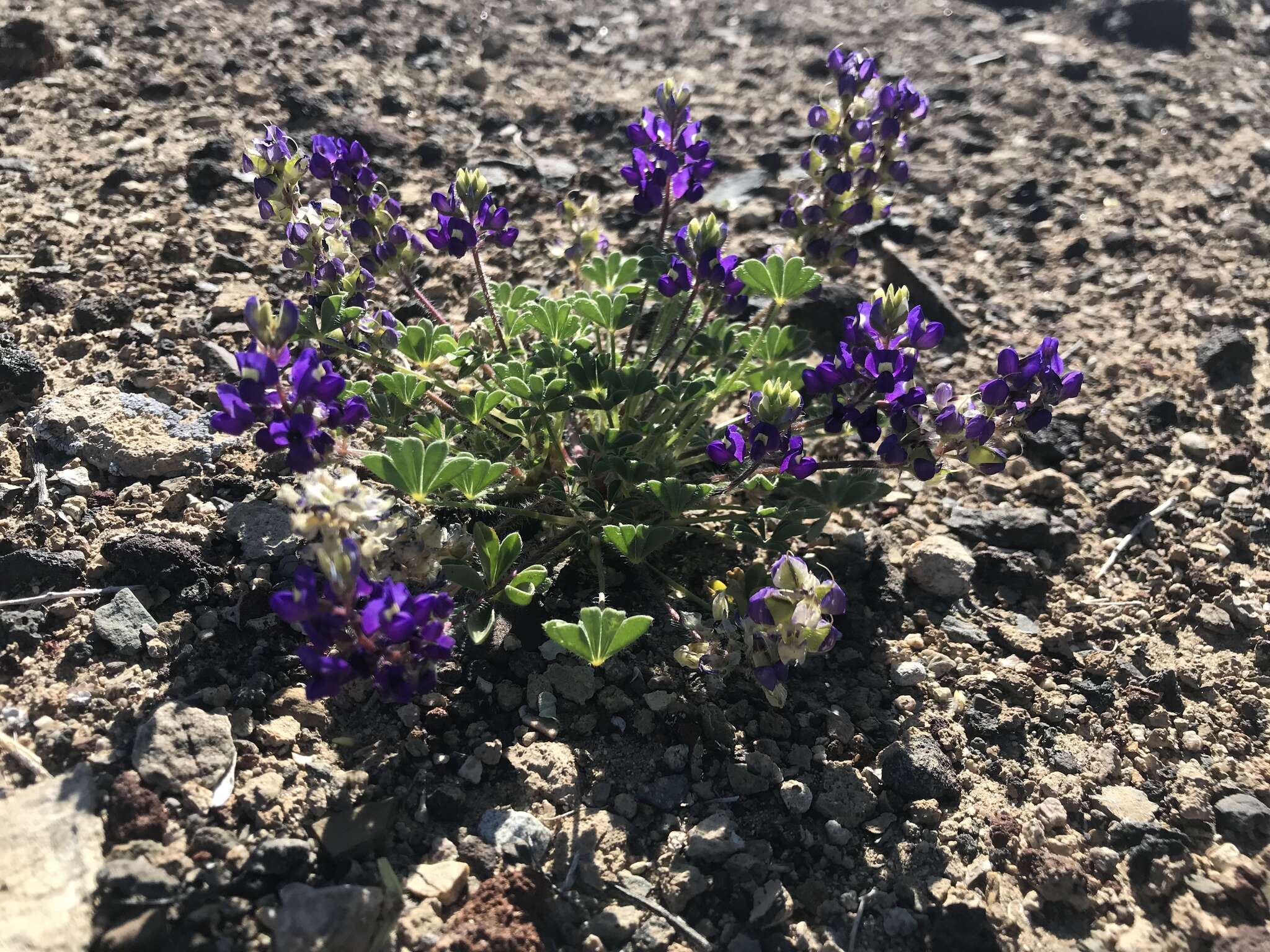 Imagem de Lupinus flavoculatus A. Heller