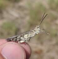 Image of Longhorn Band-wing Grasshopper