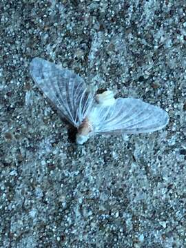 Image of pale burrower mayflies