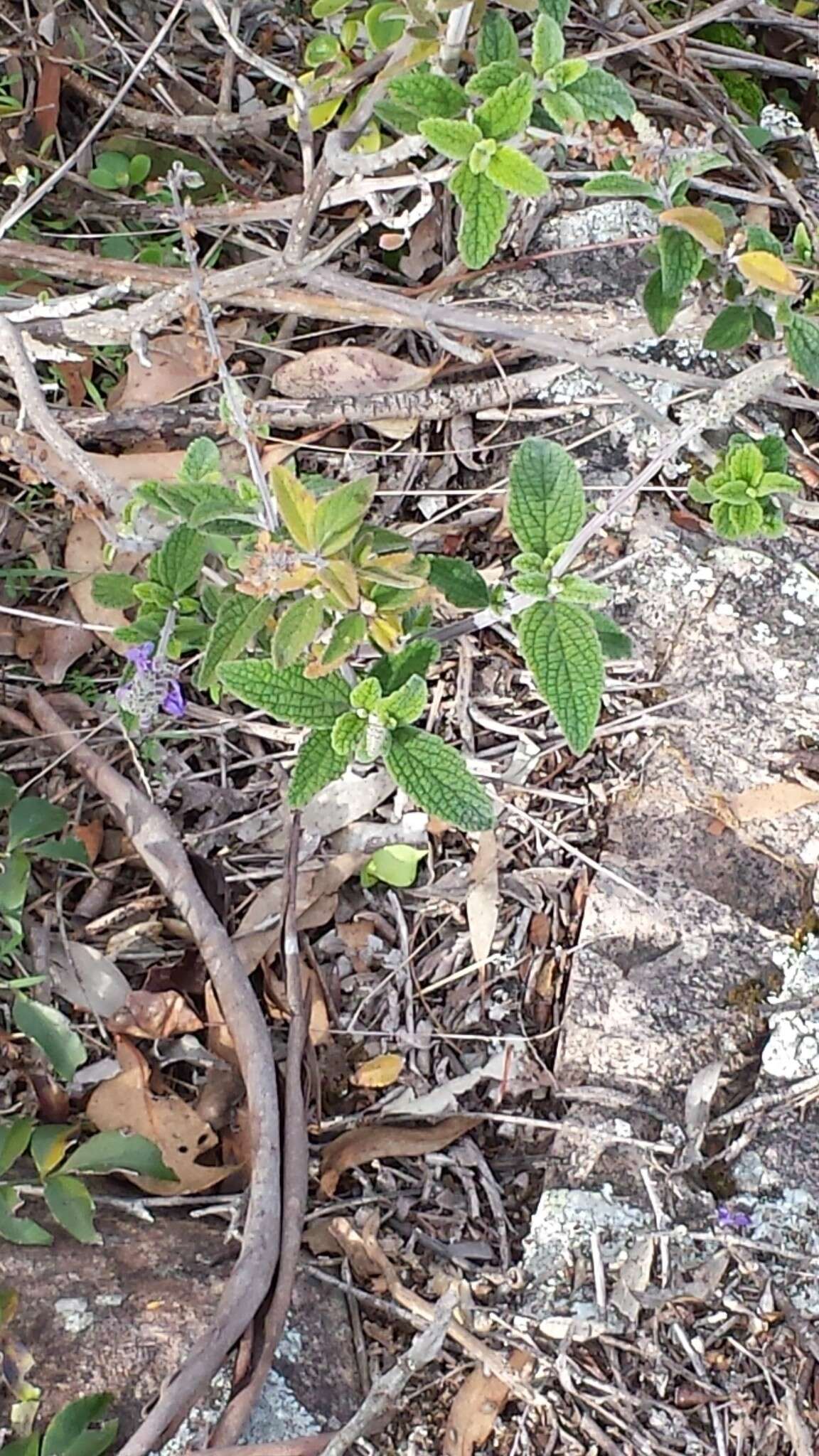 Image of <i>Coleus alloplectus</i>