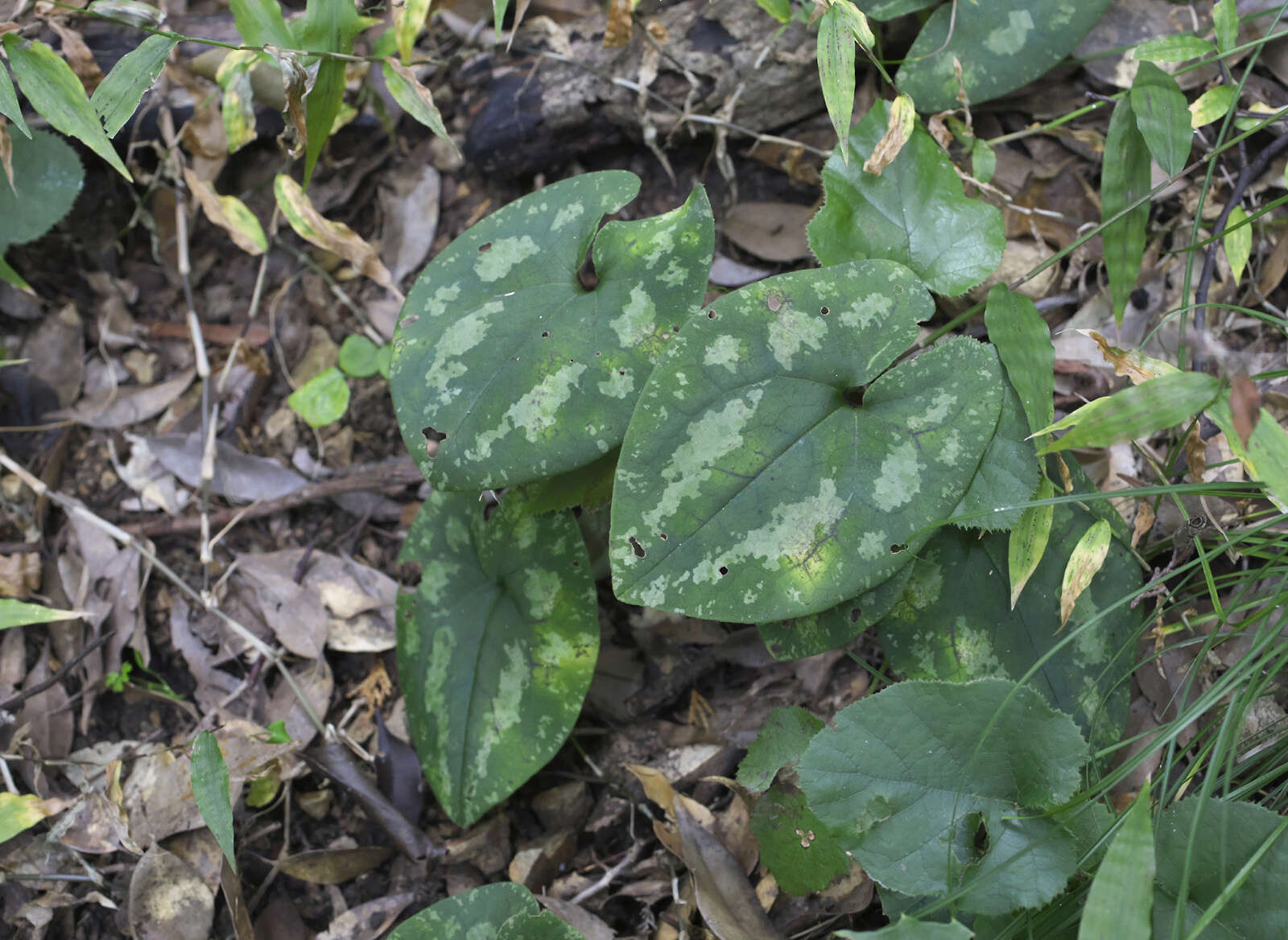 Image of Asarum nipponicum Maekawa