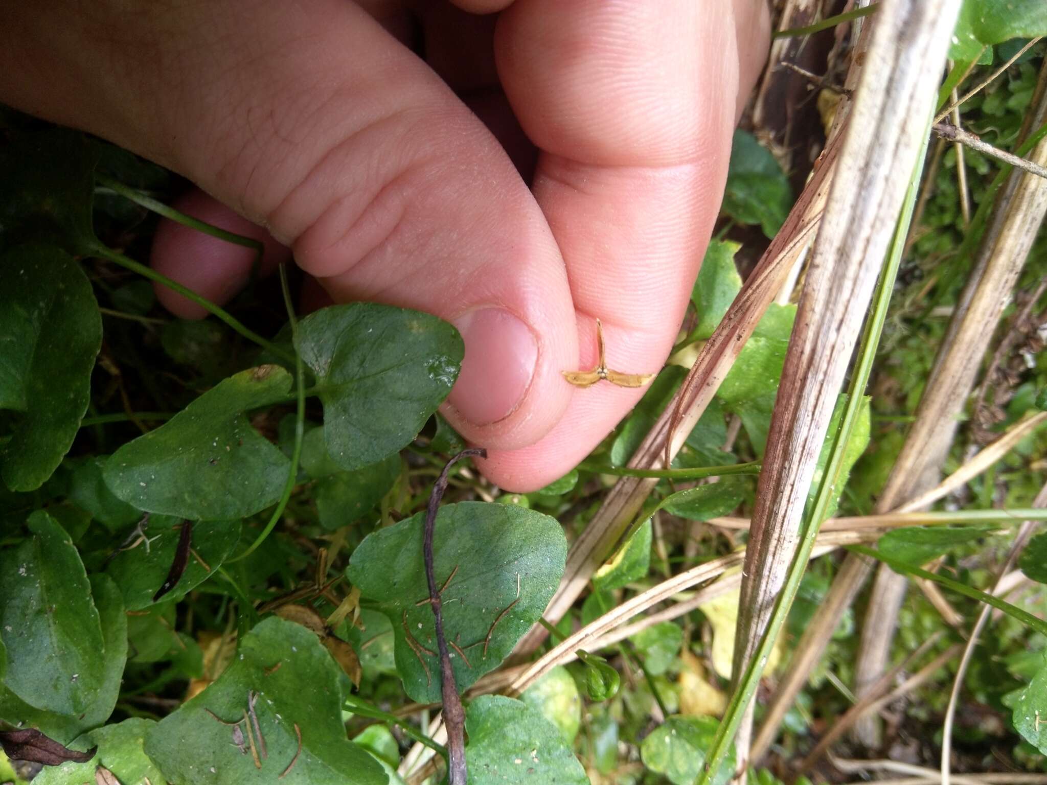 Image of Viola lyallii Hook. fil.