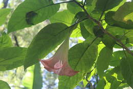 Image de Brugmansia insignis (Barb-Rodr.) T. E. Lockwood ex E. Wade Davis