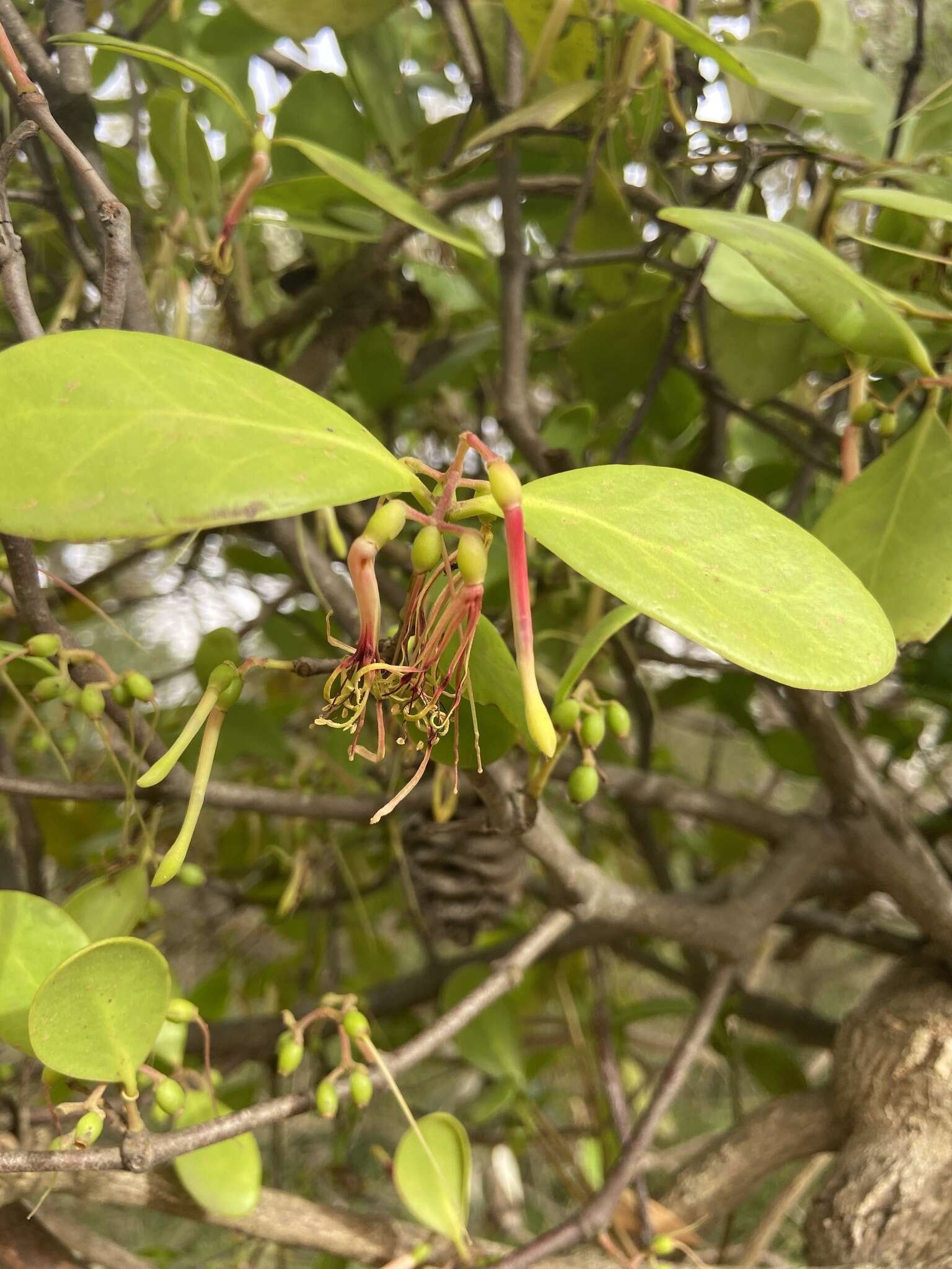 Image of Banksia mistletoe