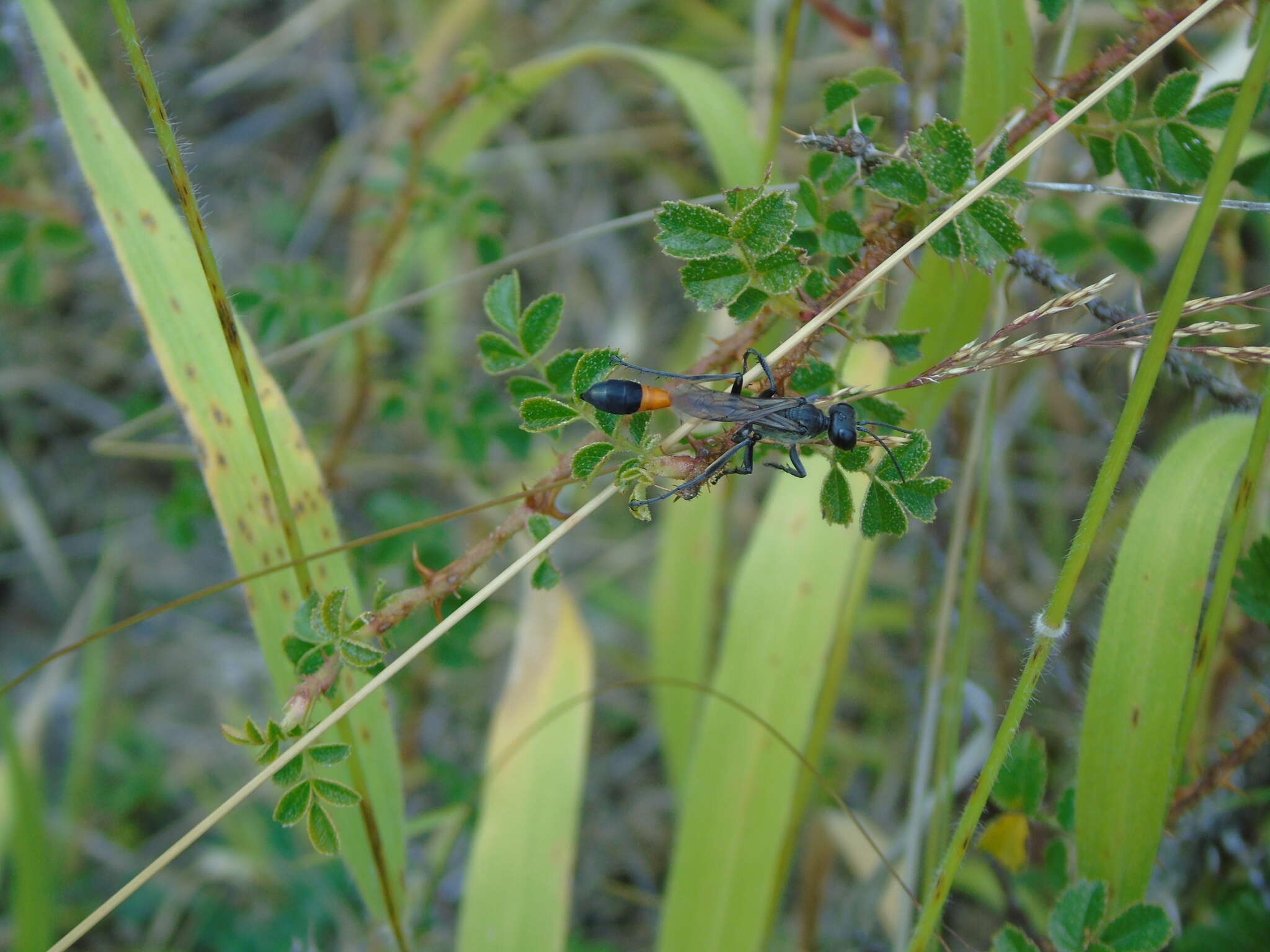 Imagem de Ammophila heydeni Dahlbom 1845