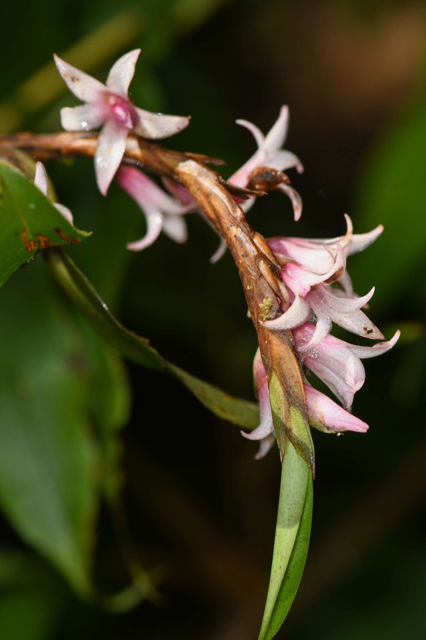 Image of Maxillaria schlechteriana J. T. Atwood