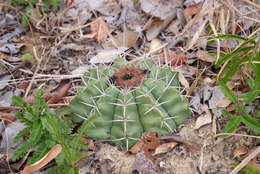 Image of Few-spined Turk's-cap Cactus