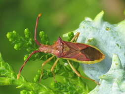 Image of Gonocerus juniperi Herrich-Schäffer 1839