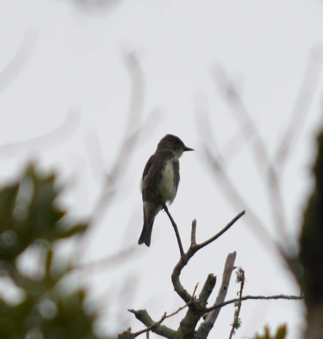 Image of Olive-Sided Flycatcher