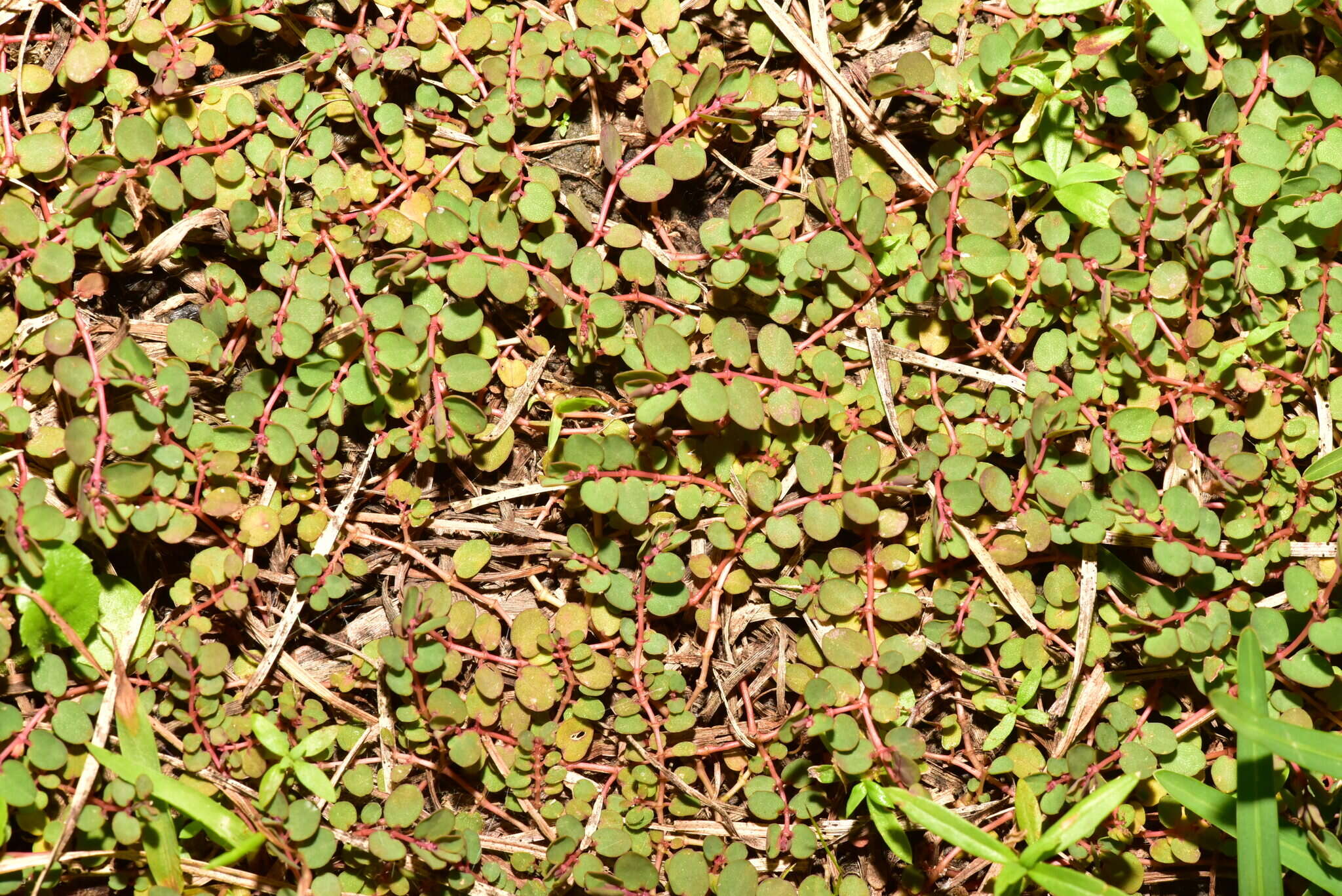 Image of Euphorbia makinoi Hayata