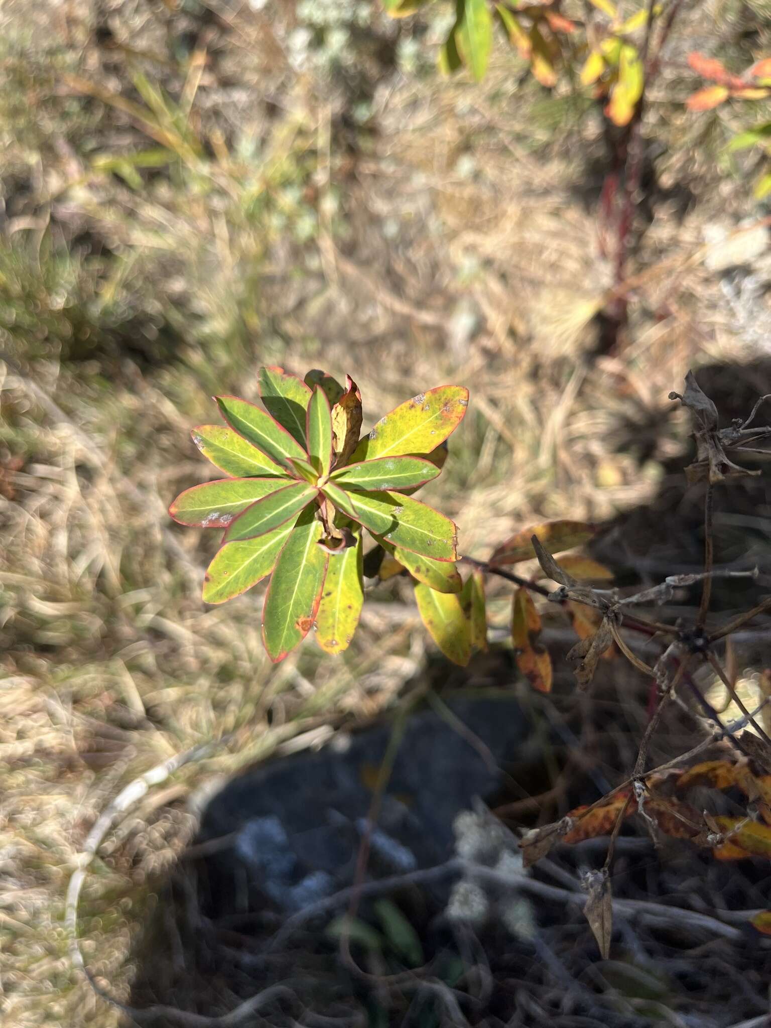 Image of Euphorbia wallichii Hook. fil.