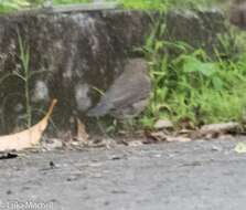 صورة Turdus nudigenis Lafresnaye 1848