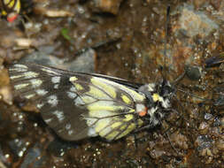 Image of Catasticta tomyris (Felder & Felder 1865)