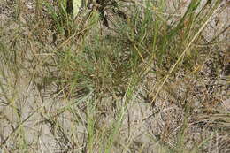 Image of Cleistogenes squarrosa (Trin.) Keng