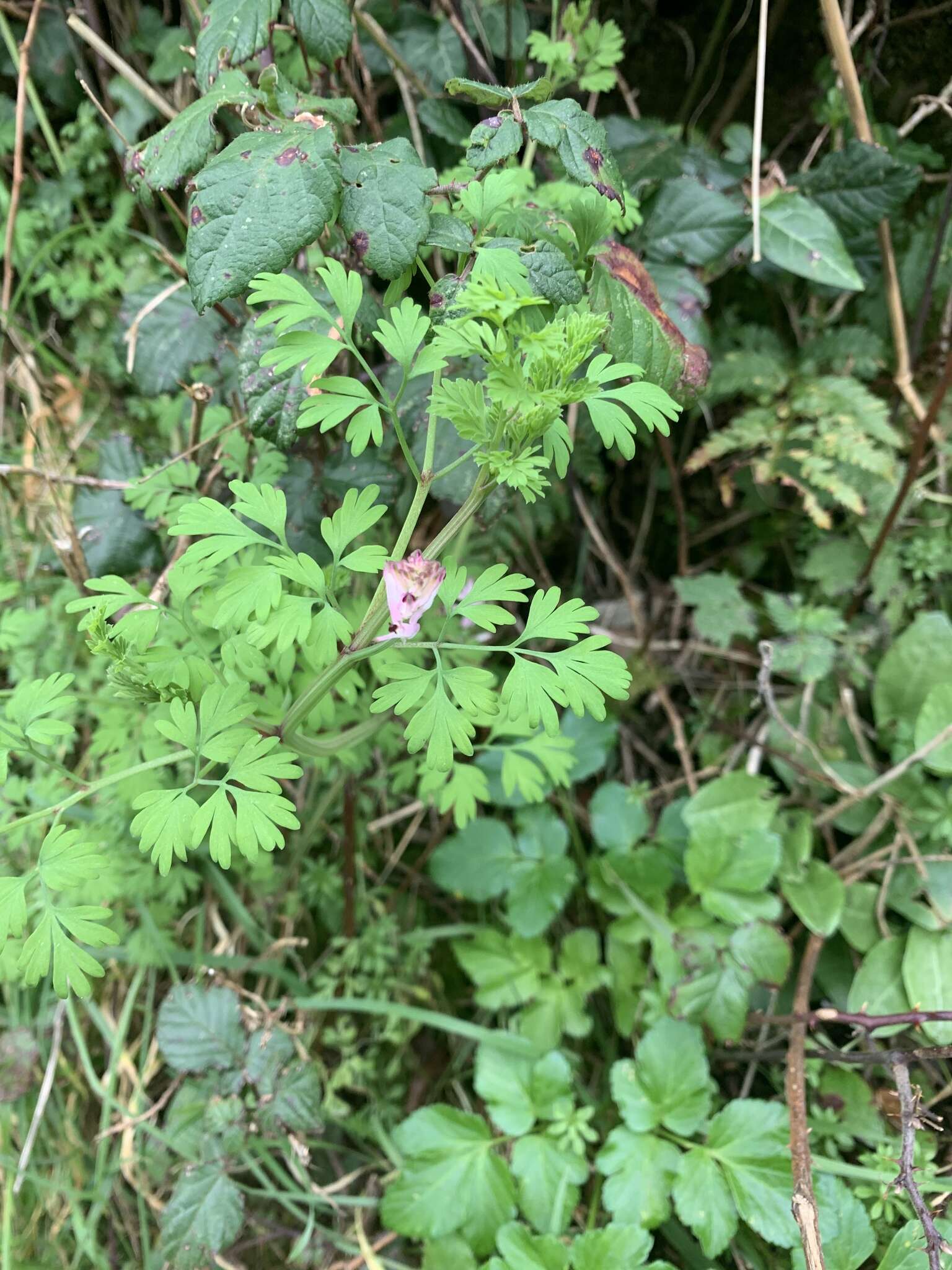 Image of fumitory