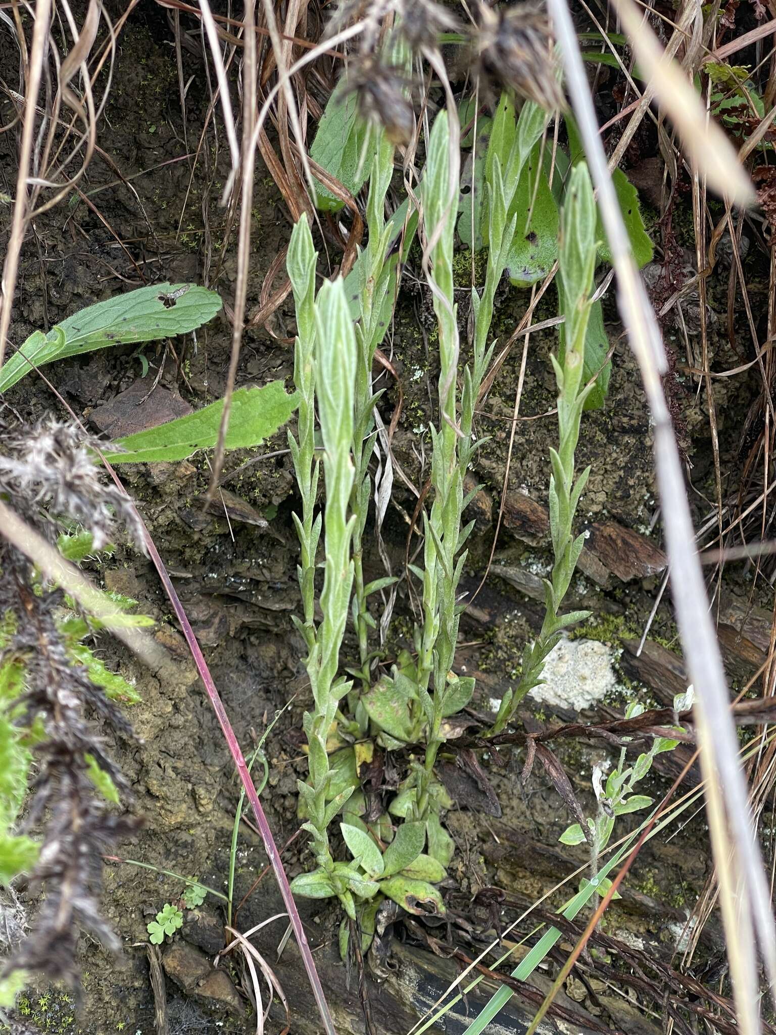 Sivun Helichrysum cephaloideum DC. kuva