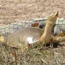 Image of Senegal Soft-shelled Turtle