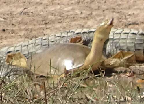 Image of Senegal Soft-shelled Turtle