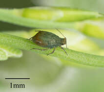 Image of Oat-birdcherry aphid
