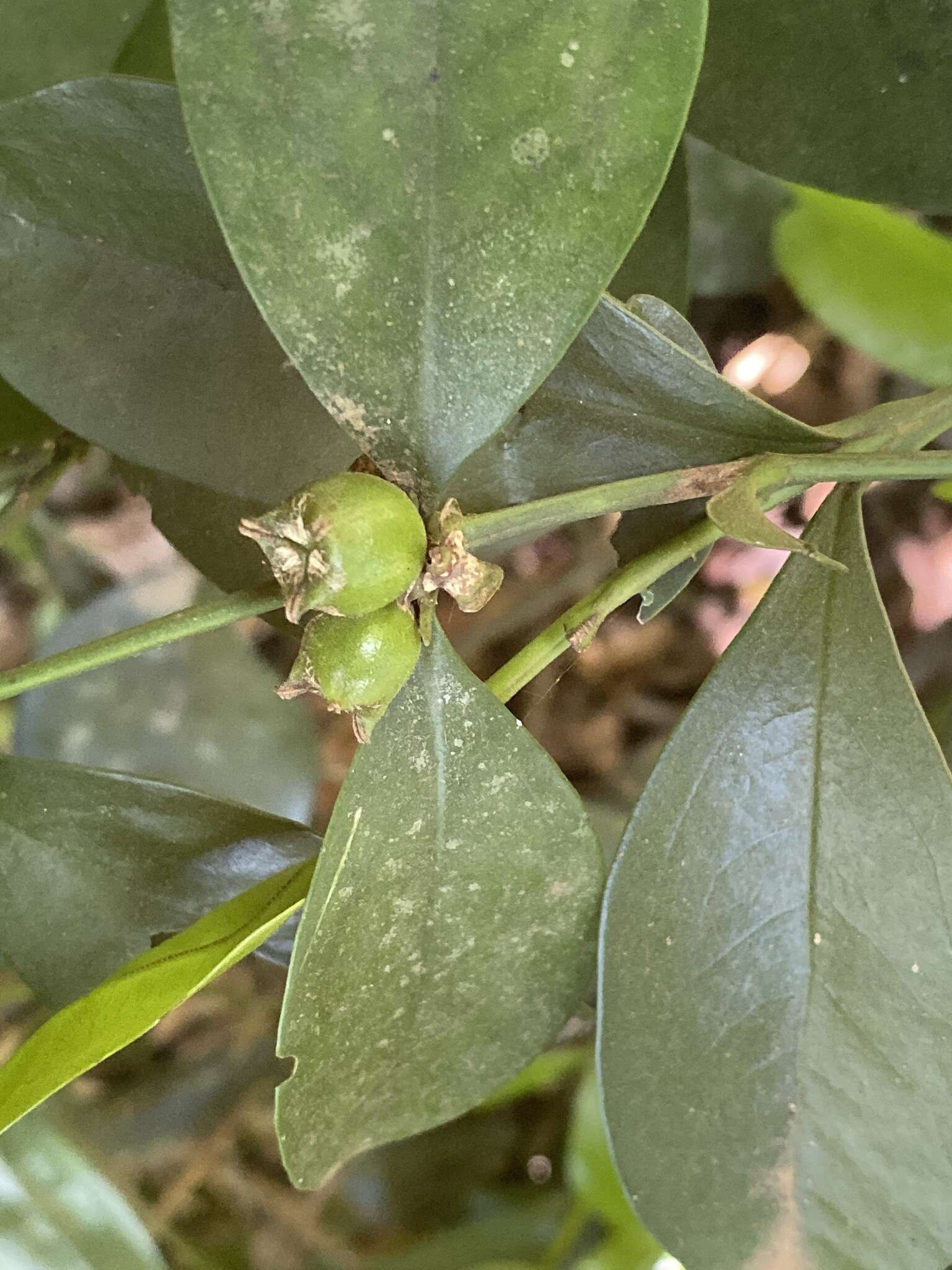 Image of Buxus natalensis (Oliv.) Hutchinson