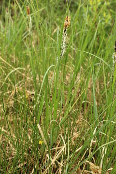 Image of water sedge