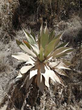 Image of Agave inaequidens subsp. inaequidens