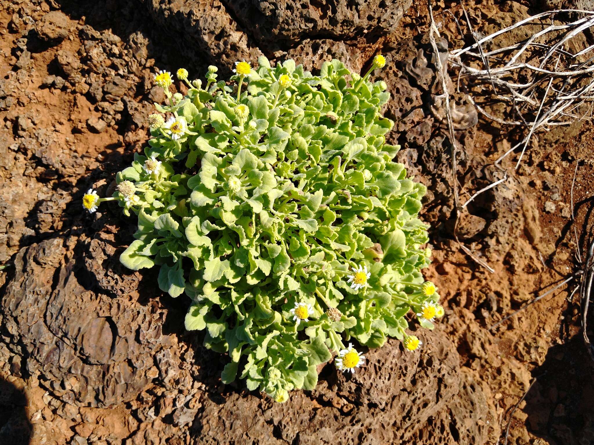 Perityle socorrosensis J. N. Rose resmi