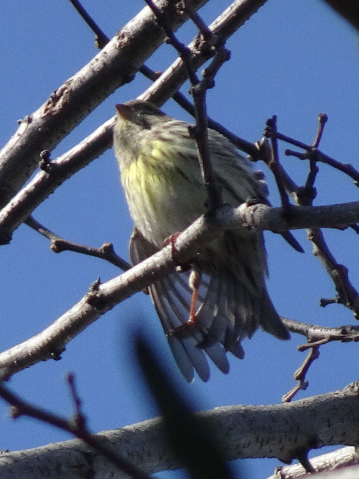 Image of serin, european serin