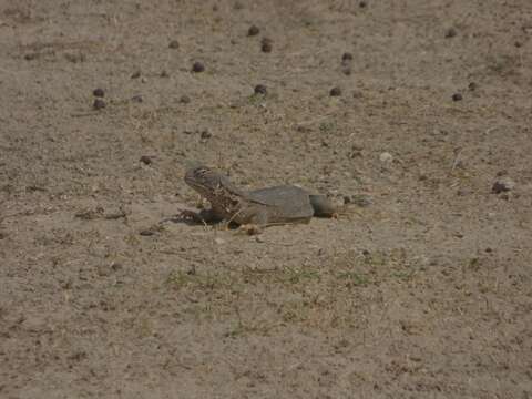 Image of Hardwick's spiny-tailed lizard