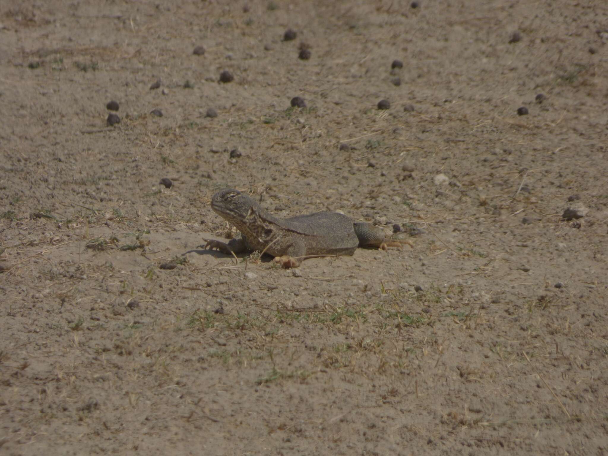 Image of Hardwick's spiny-tailed lizard