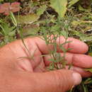 Imagem de Dianthus caucaseus Sims