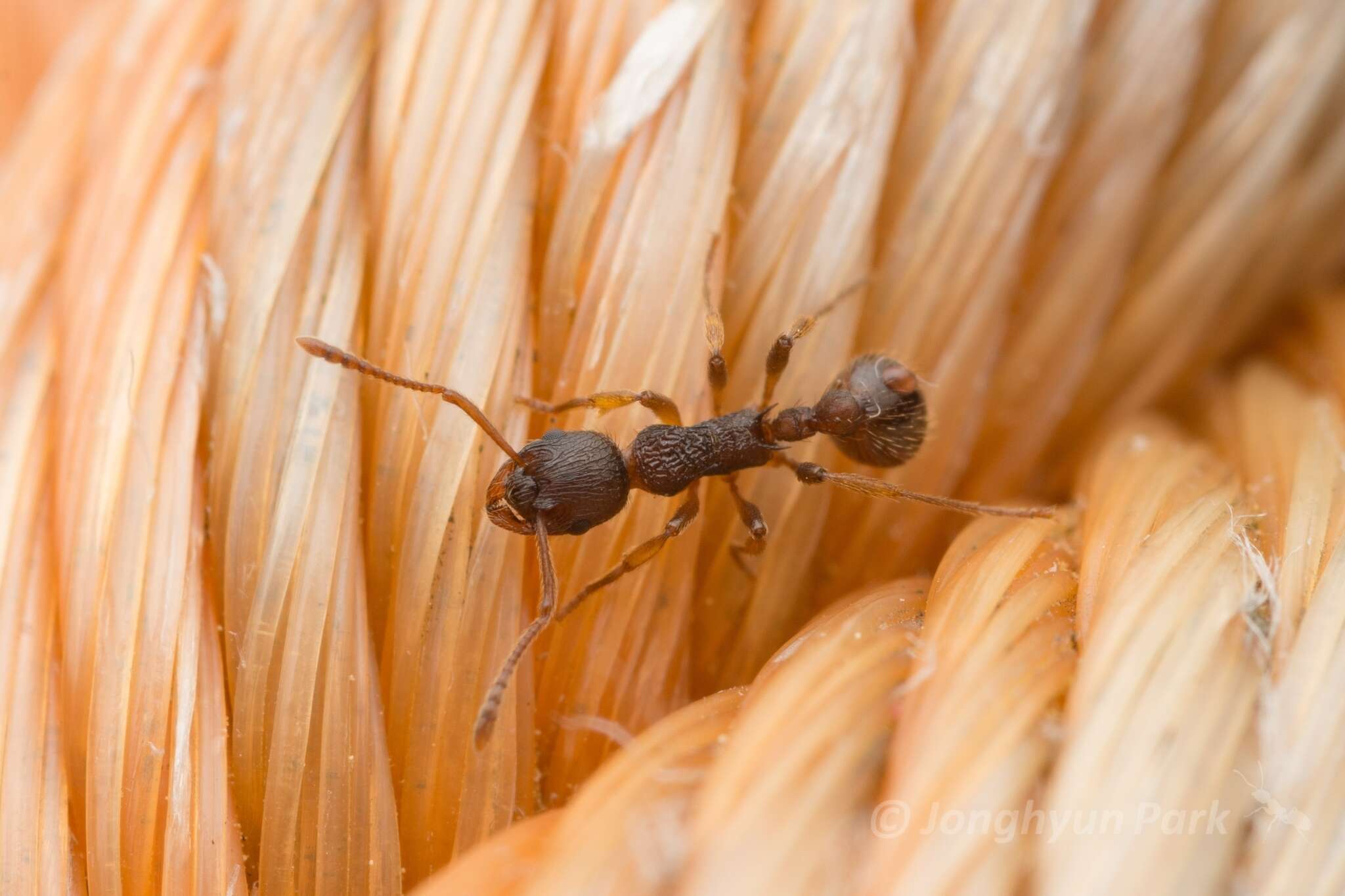 Image of Myrmica kotokui Forel 1911