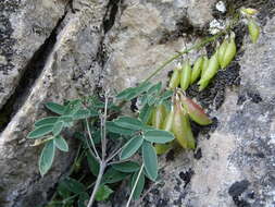 صورة Astragalus australis (L.) Lam.