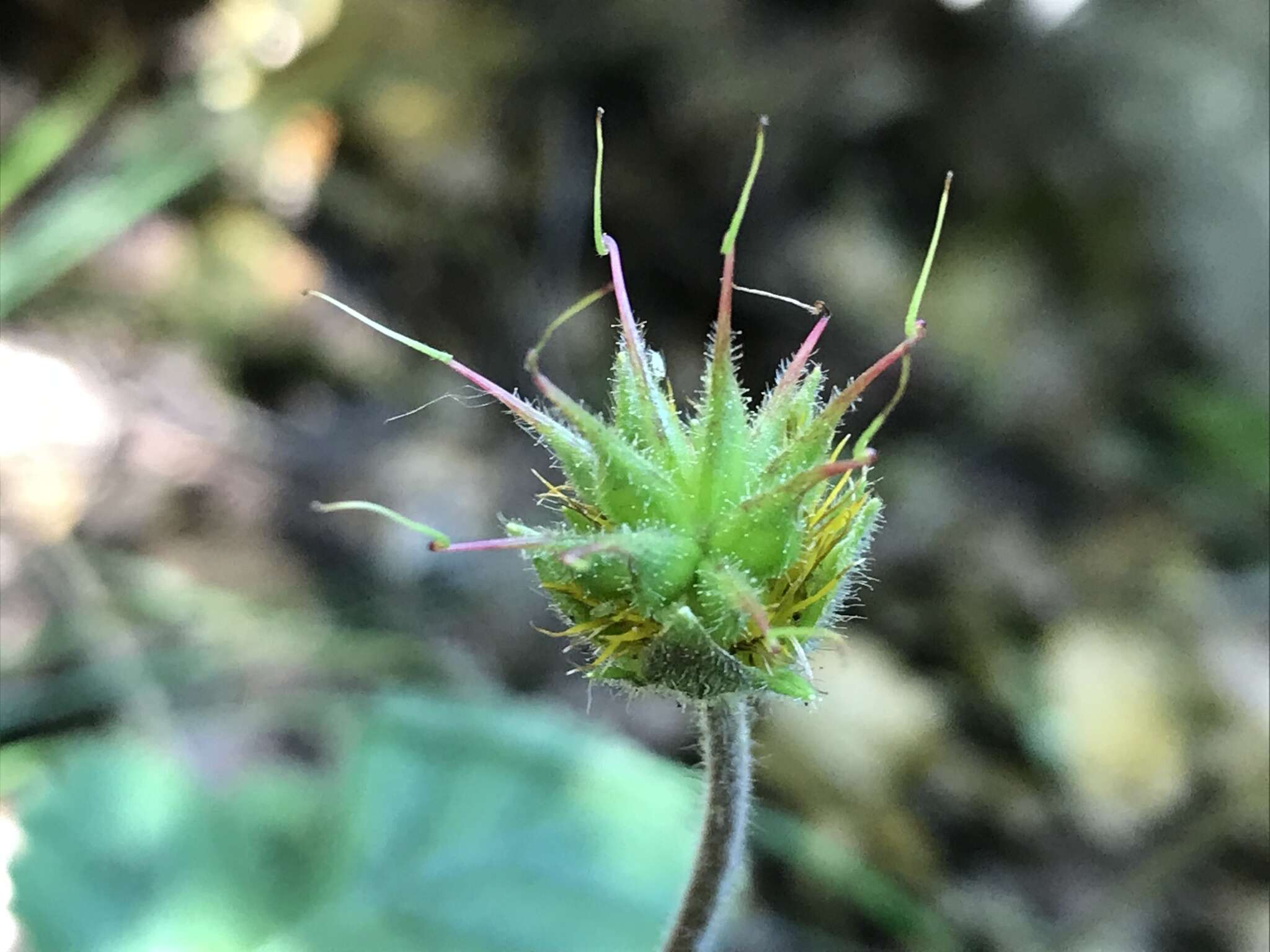 Image of Geum sylvaticum Pourret