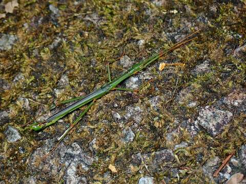 Image of Micadina yingdensis Chen, S. C. & Y. H. He 1992