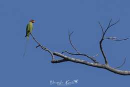 Image of Long-tailed Parakeet