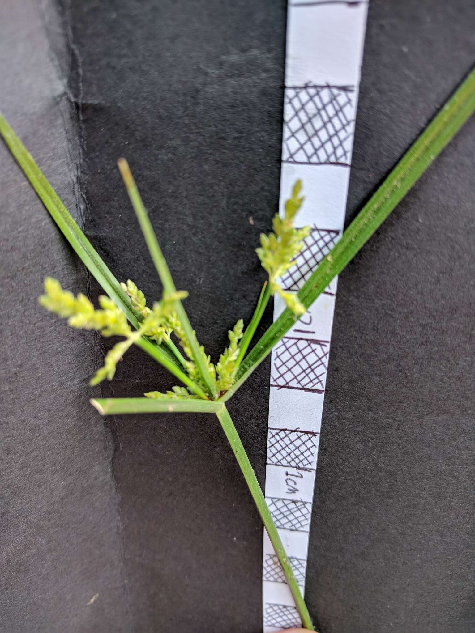 Image of ricefield flatsedge