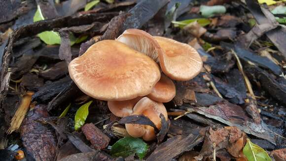 Image of Clitocybe squamulosa (Pers.) P. Kumm. 1871