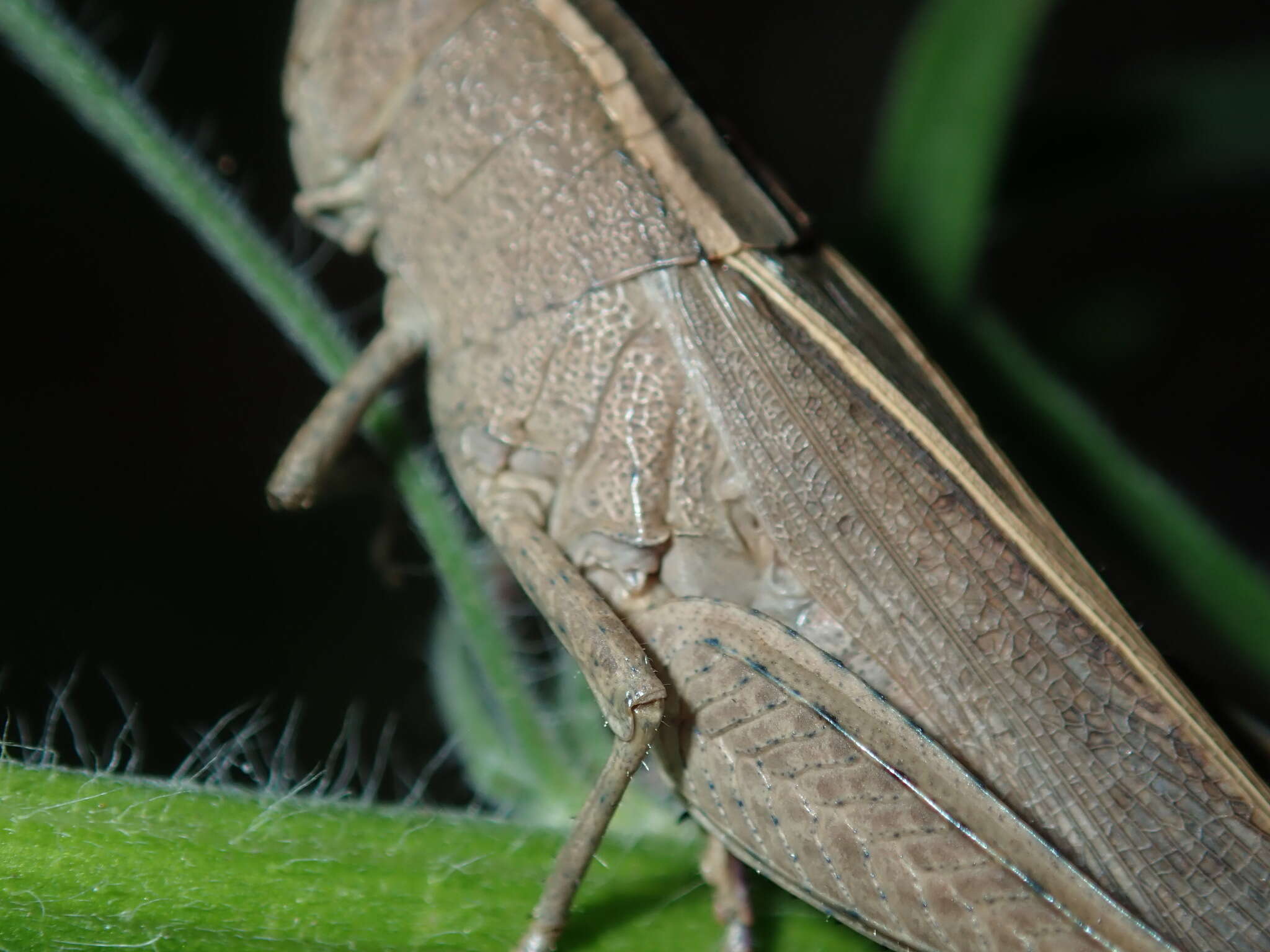 Apotropis tricarinata (Stål 1878) resmi