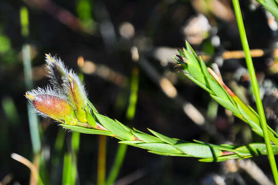 Image of <i>Liparia angustifolia</i>