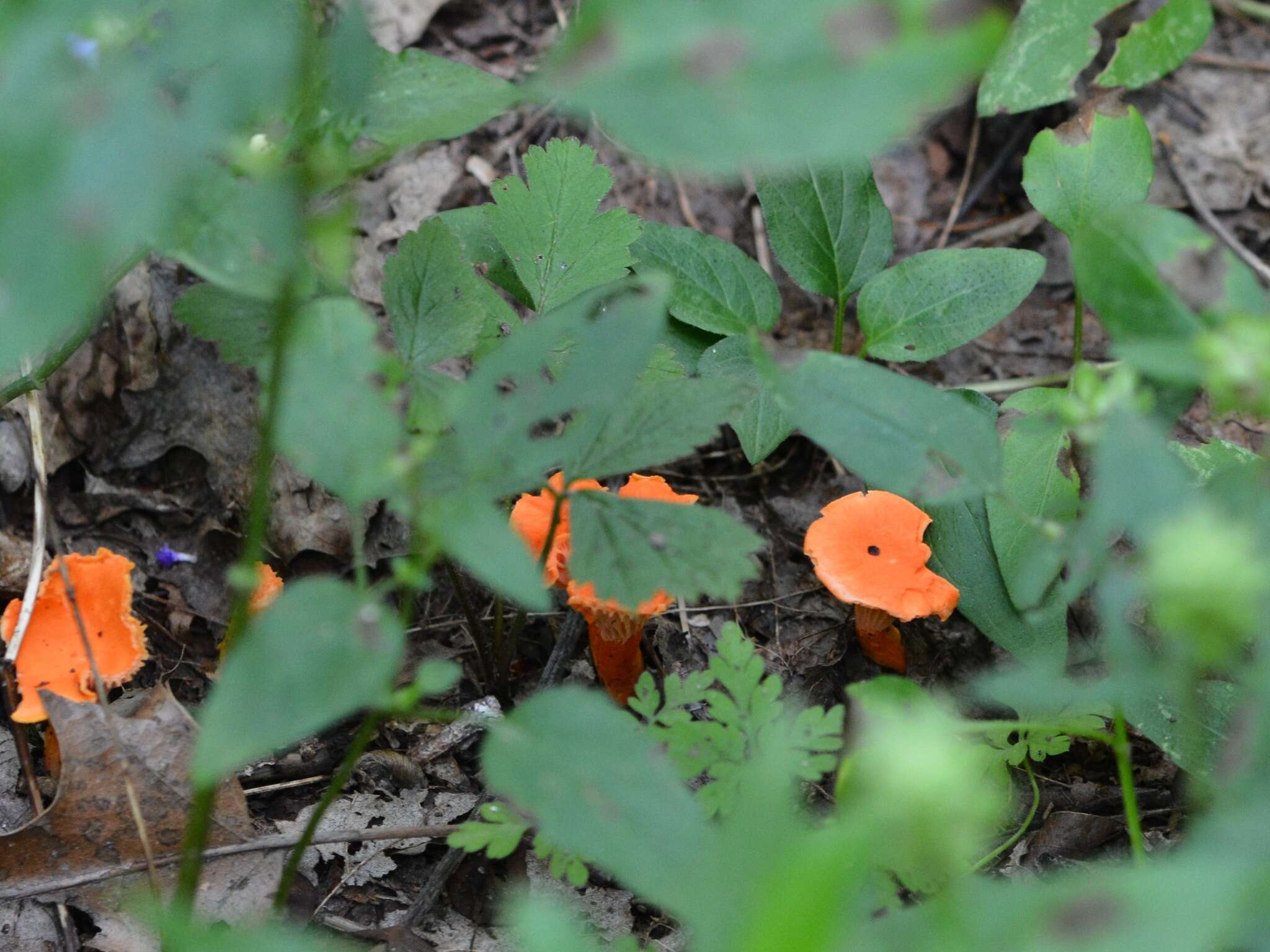 Image of Cantharellus corallinus Buyck & V. Hofst. 2016