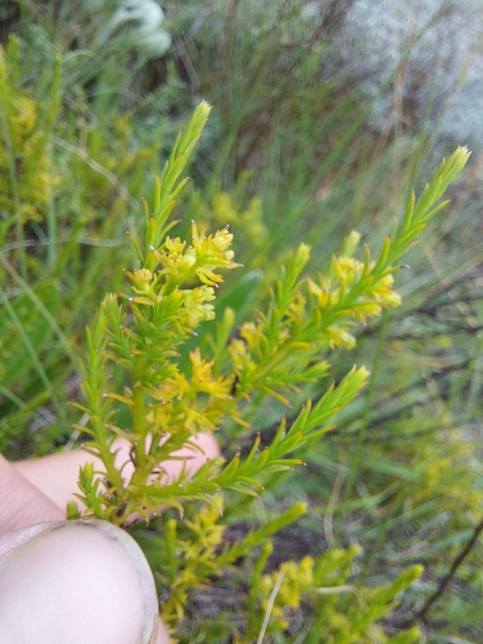 Image of Thesium cupressoides A. W. Hill