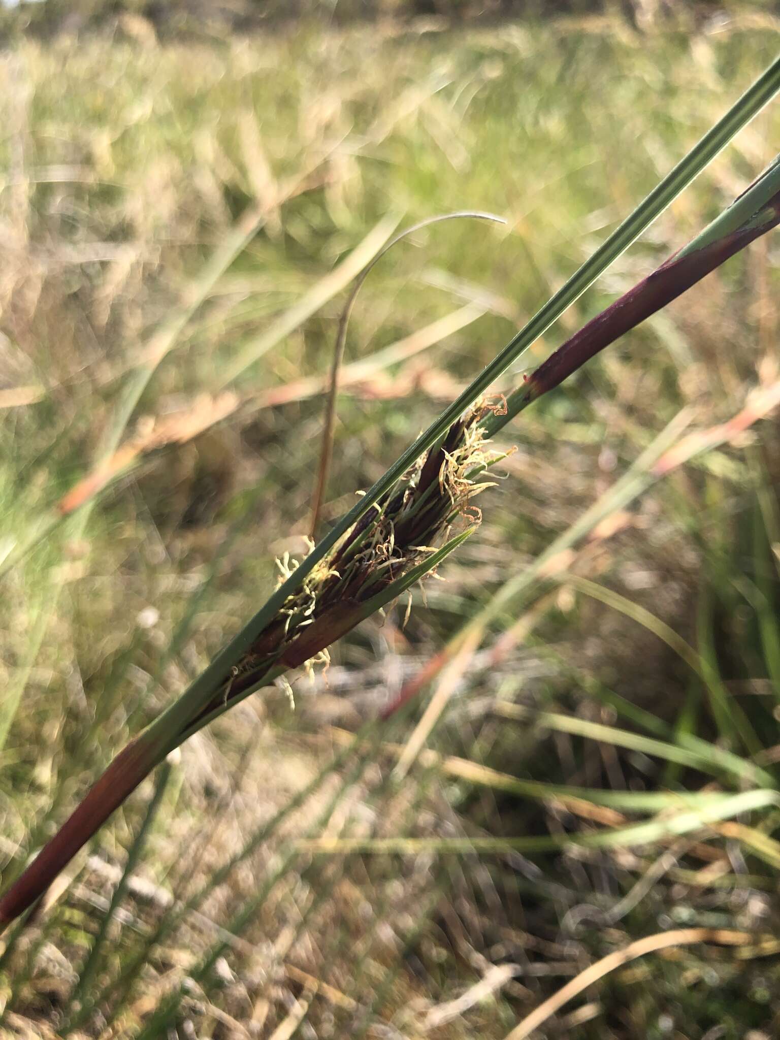 Image of Cyathocoma hexandra (Nees) Browning