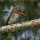 Image of Lacedo pulchella amabilis (Hume 1873)