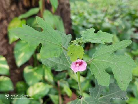 Image of Urena lobata subsp. sinuata (L.) Borss. Waalk.