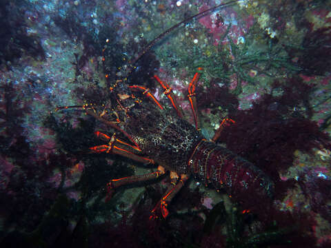 Image of Red Rock Lobster