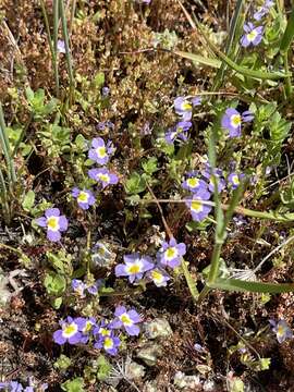 Image of Toothed Calico-Flower