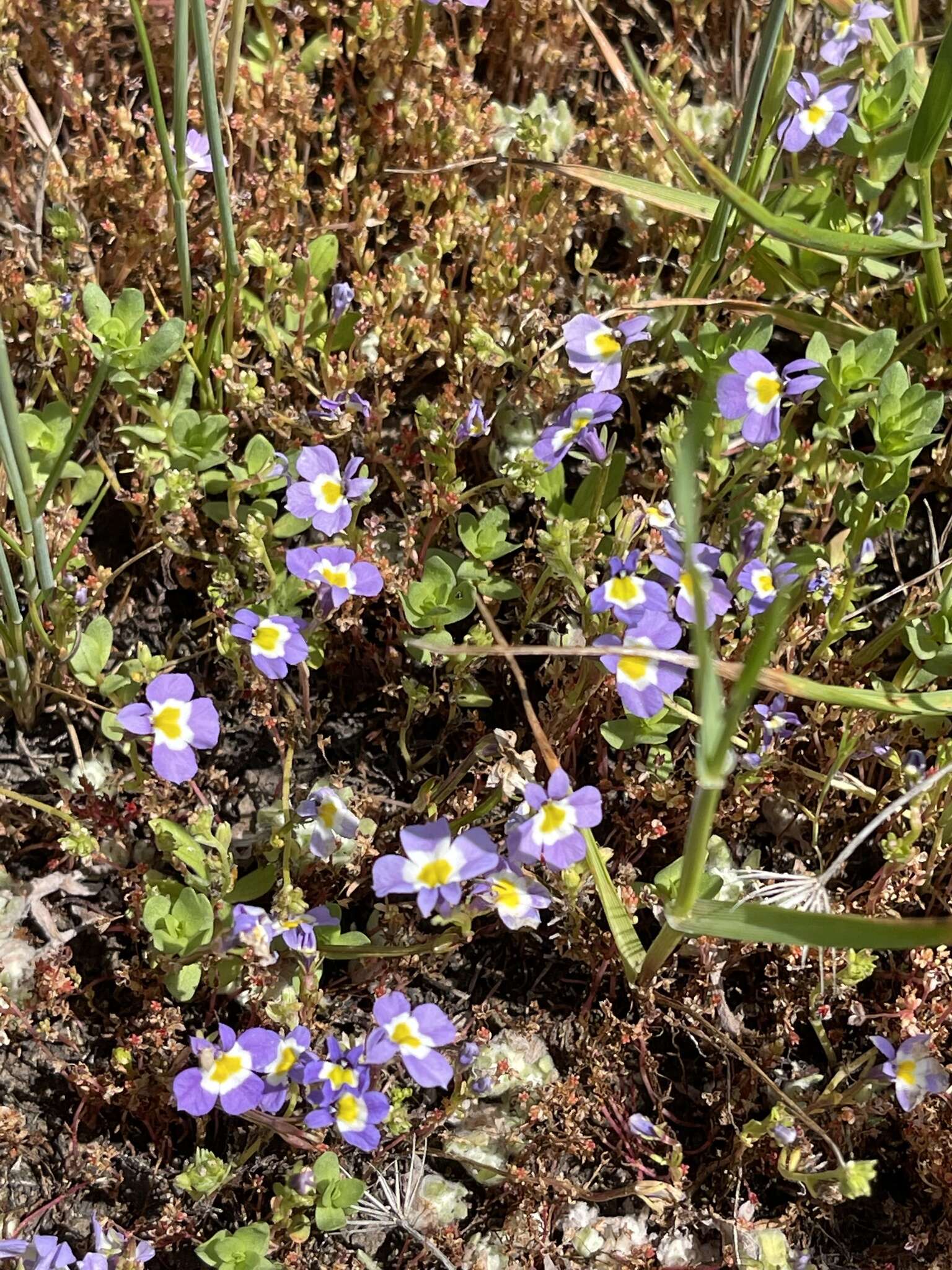 Image of Toothed Calico-Flower