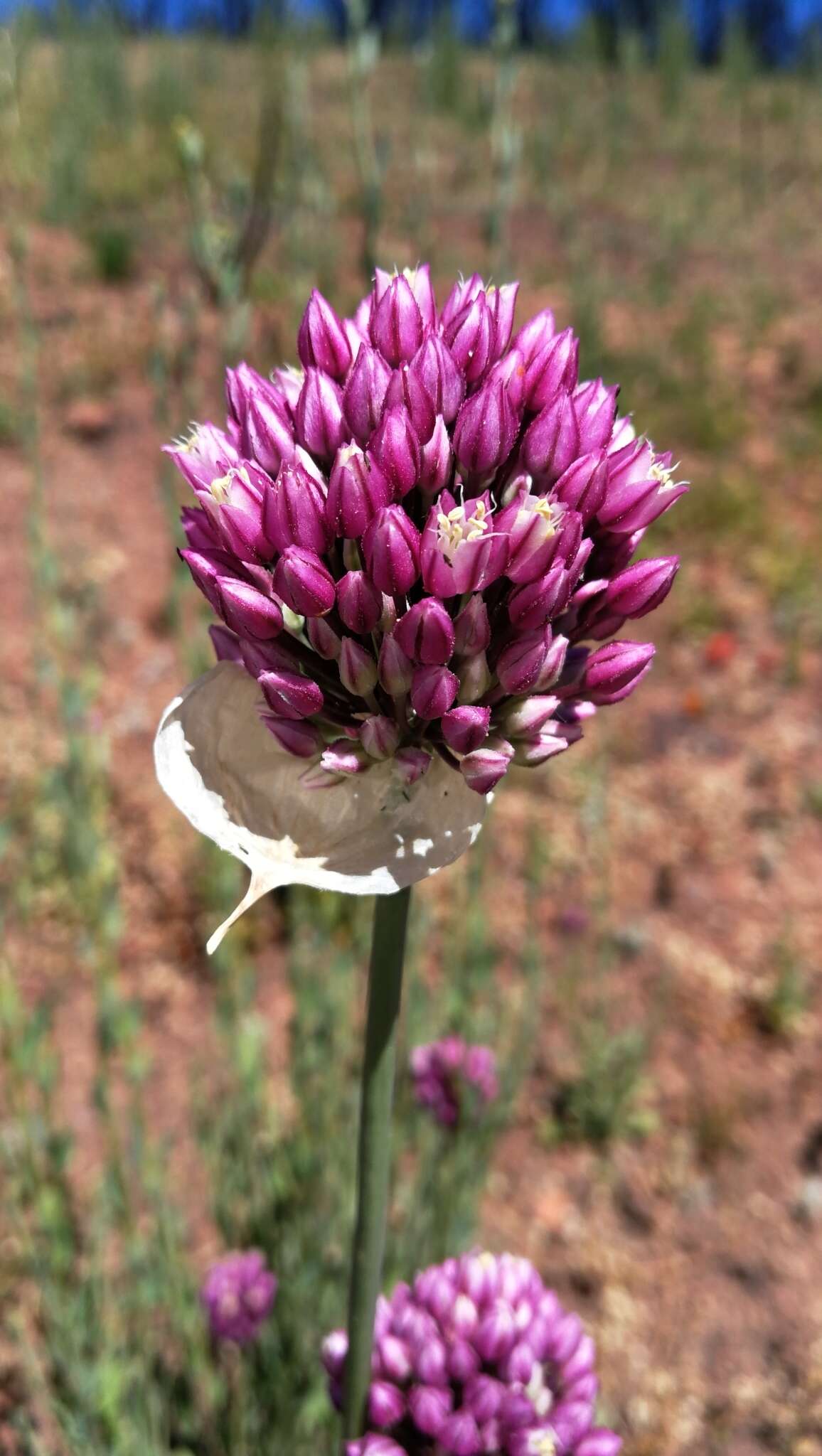 Image of Allium synnotii G. Don